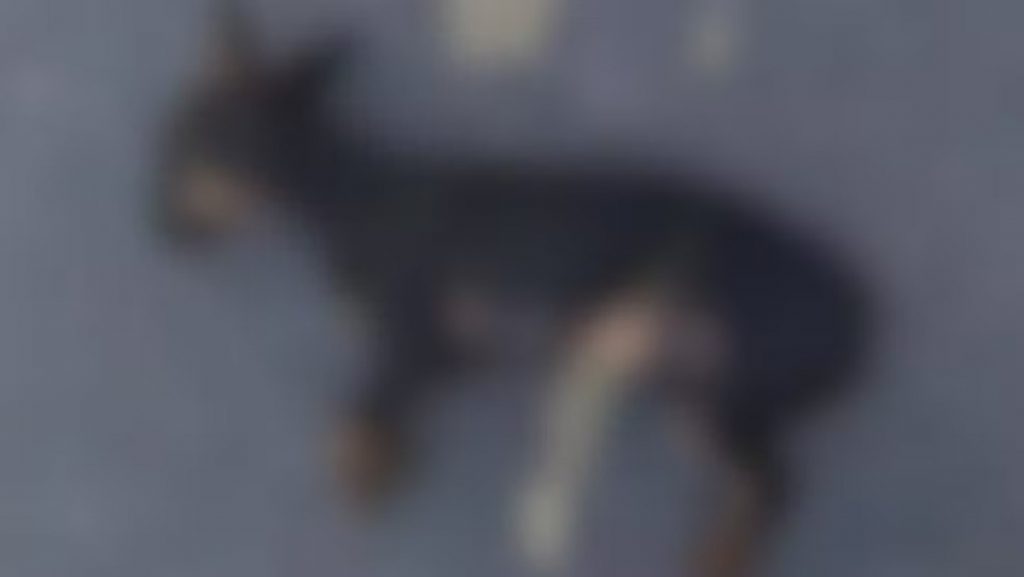 Filho denuncia o próprio pai por maus-tratos após morte de cachorro da família em Minas