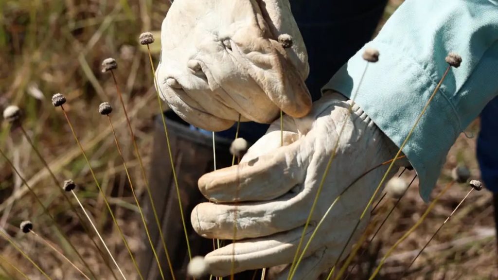 Pesquisadores encontram plantas consideradas extintas no Quadrilátero Ferrífero
