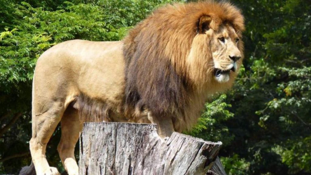 Zoológico de BH terá atividade educativa sobre mamíferos exóticos