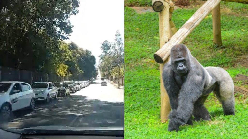 zoológico bh fila