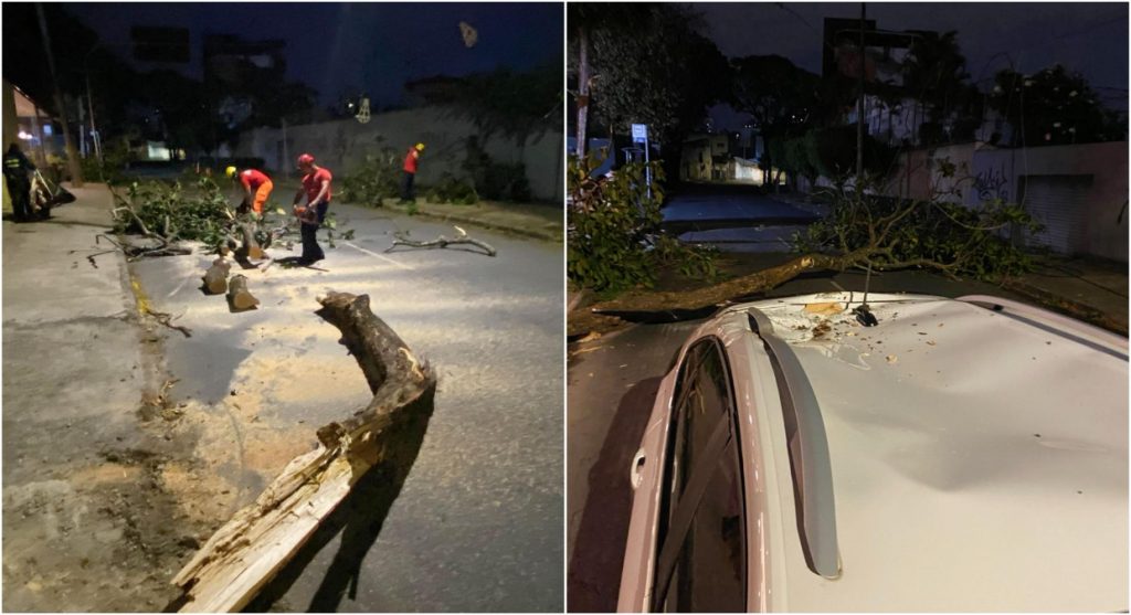 Uma árvore caiu sobre um carro na região da Pampulha, em BH