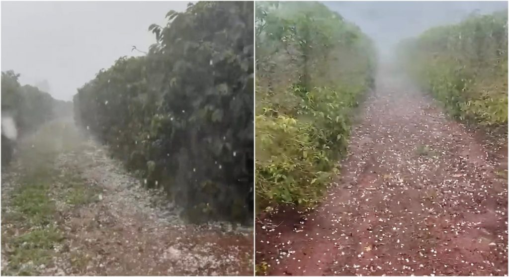 Uma chuva de granizo trouxe prejuízo para produtores de café do Sul de Minas