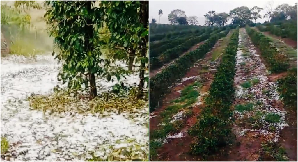 Mais uma chuva de granizo provocou prejuízos em lavouras de café no Sul de Minas