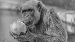 serafim segurando um coco, um dos registros do chimpanzé que morreu no zoológico de BH