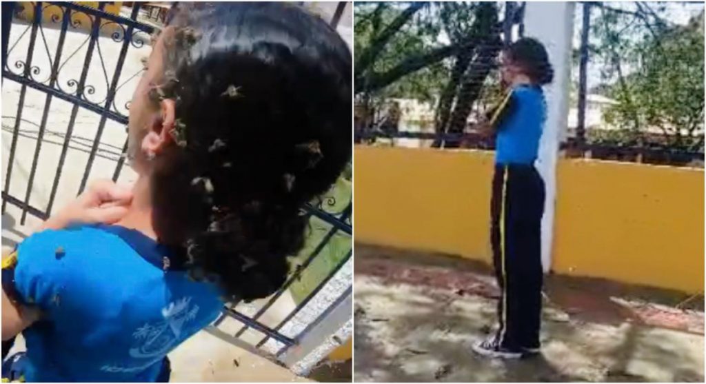 Criança é atacada por exame de abelhas na porta de escola em Ibirité
