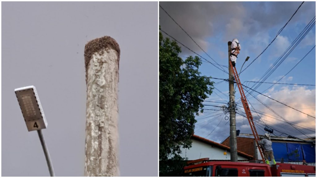 Idosos são atacados por enxame de abelhas em Montes Claros