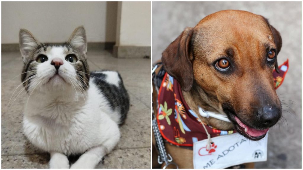 Sushi e Guilherme: feira de adoção de cães e gatos reúne vacinação gratuita e diversão para pets em BH