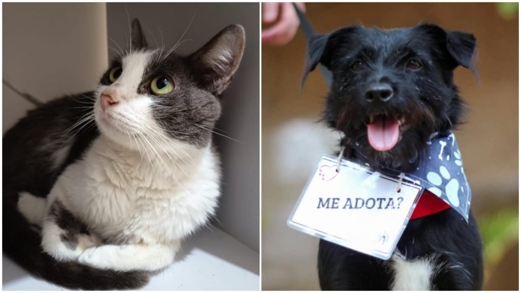Sushi e Fiapão: Boulevard Shopping realiza feira de adoção de cães e gatos neste sábado