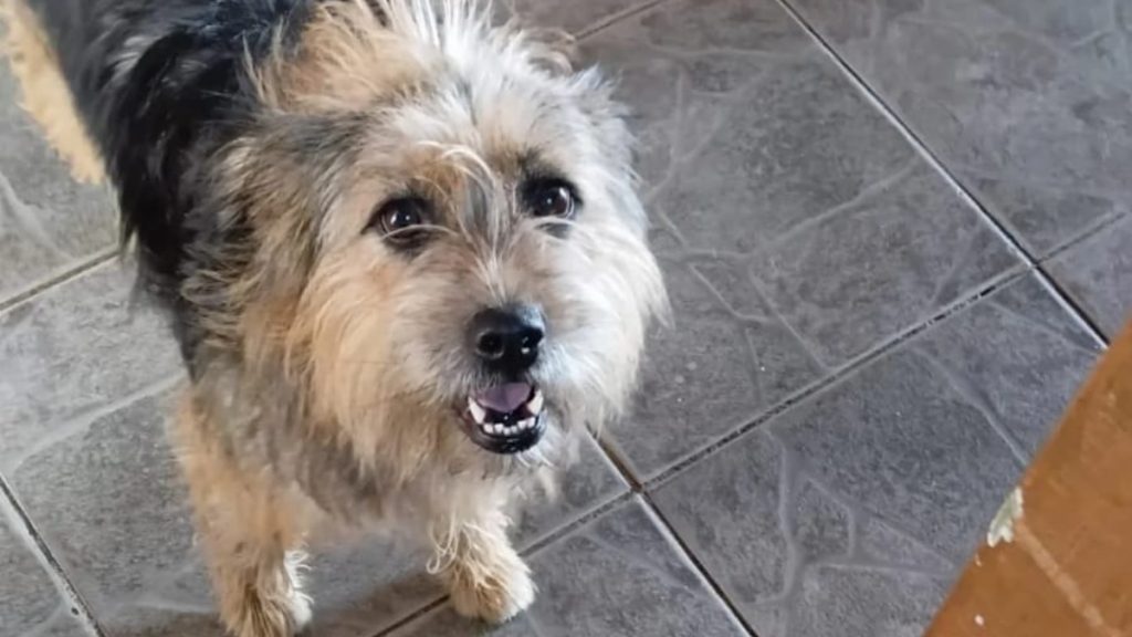 Pet shop em BH deixa cachorra fugir; ela está desaparecida desde terça 25