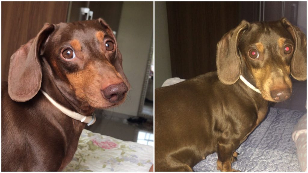 Cachorrinha Nina está desaparecida desde a última segunda-feira (31)