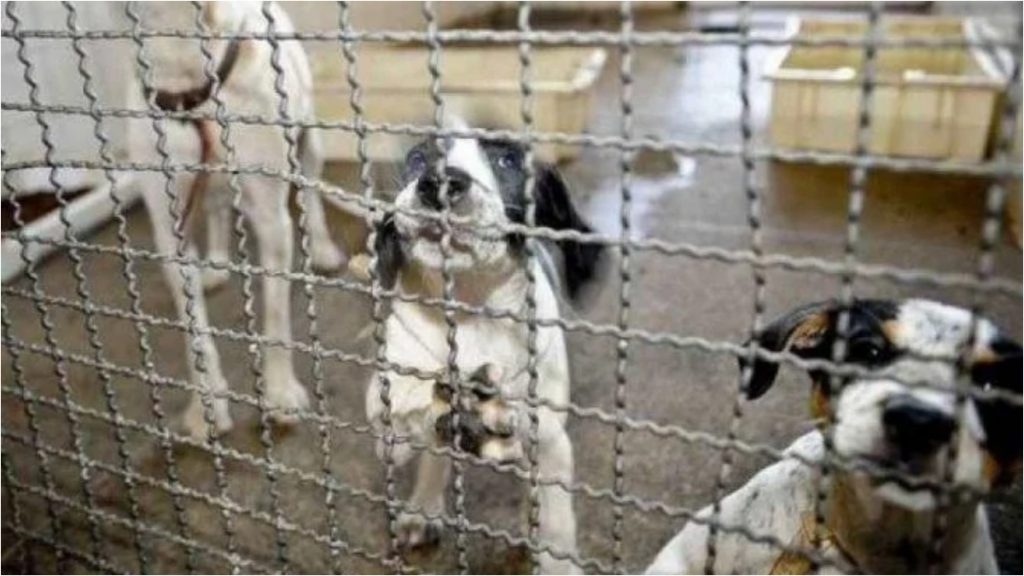 BH venda reprodução animais