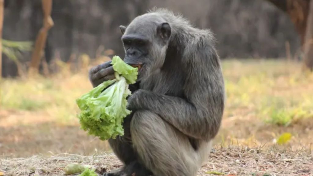 Chimpanzé do Zoológico de BH é internado para exames