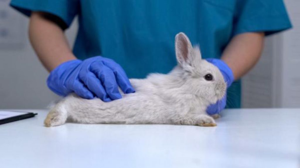 Instituto Federal de Minas Gerais é autorizado a realizar experimentos científicos com animais, desde que seja sem violência e agressão