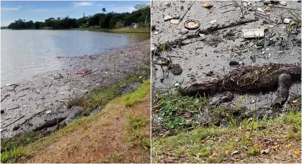 Um jacaré foi flagrado em meio ao lixo às margens da Lagoa da Pampulha