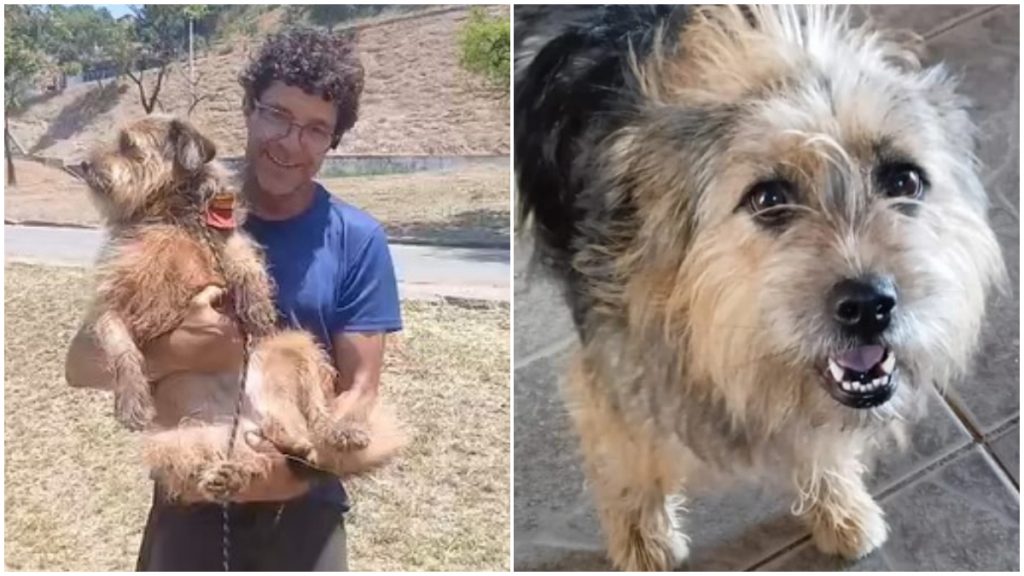 Cachorrinha Bolinha é encontrada 1 dia após BHAZ divulgar o seu desaparecimento