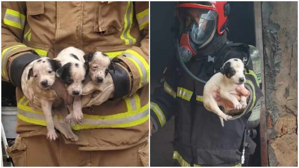 Oito filhotes de cachorro são resgatados de incêndio em residência em cidade de Minas