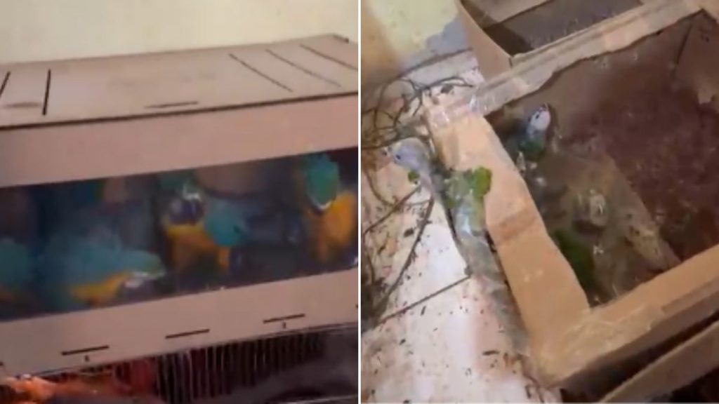 PM desmonta esquema de tráfico de animais selvagens em Vespasiano, na Grande BH