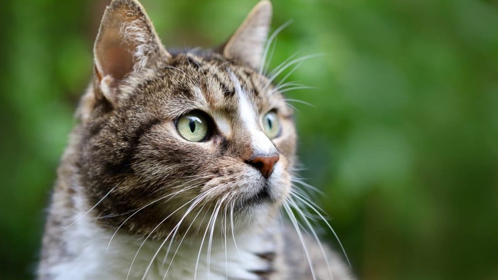 Gato
