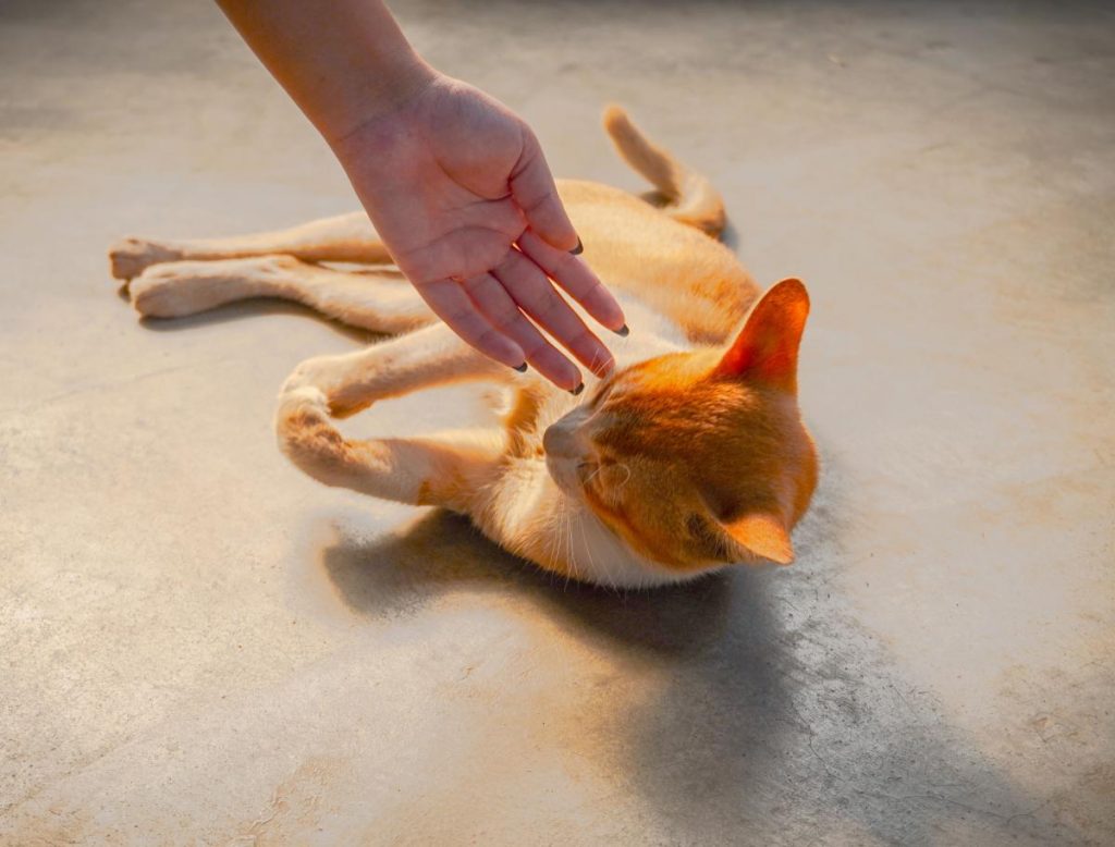 Convivência com animais de estimação tem despertado o interesse de pesquisadores (Pexels)