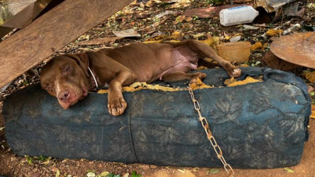 Cachorrinha é resgatada em situação de maus-tratos no interior de Minas