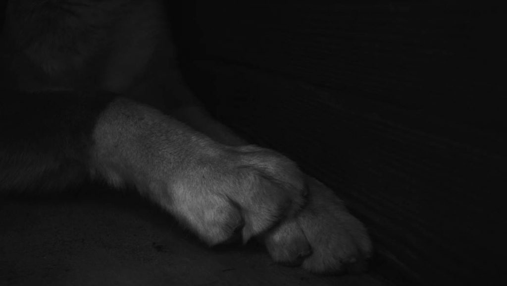 Patas de cachorro. Foto ilustrativa
